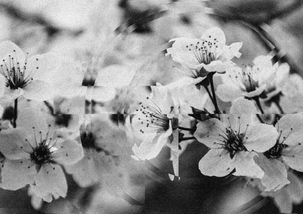 Live Like Flowers To Bloom, Wither, and Dazzle During the Lifespan